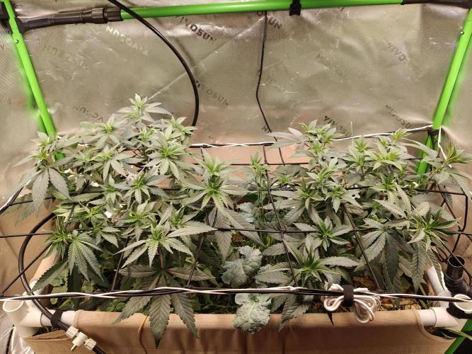 Biscotti - Barneys Farm. Week 6