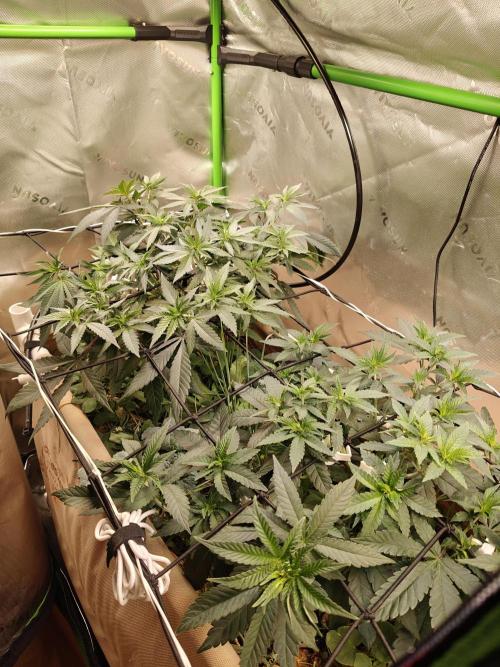 Biscotti - Barneys Farm. Week 6