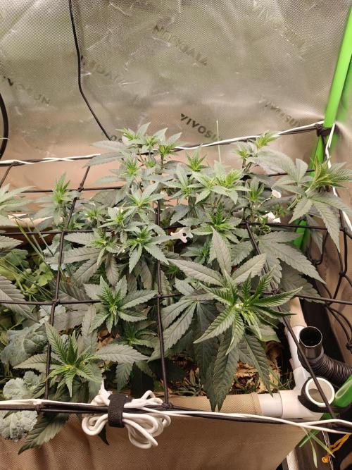 Biscotti - Barneys Farm. Week 6