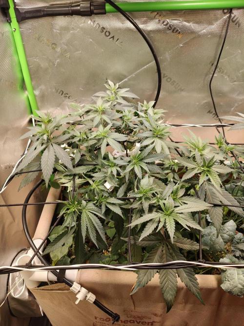Biscotti - Barneys Farm. Week 6