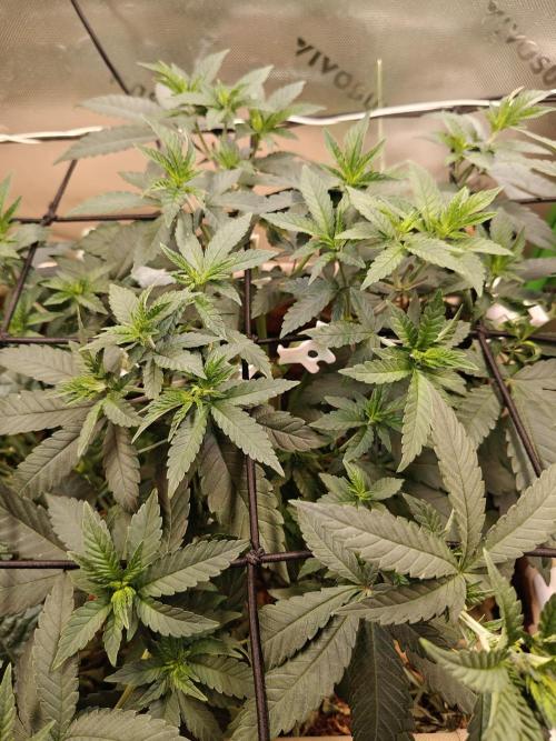 Biscotti - Barneys Farm. Week 6