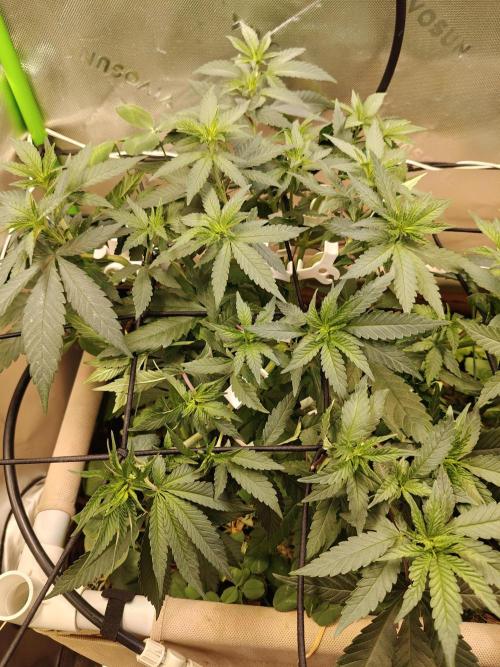 Biscotti - Barneys Farm. Week 6