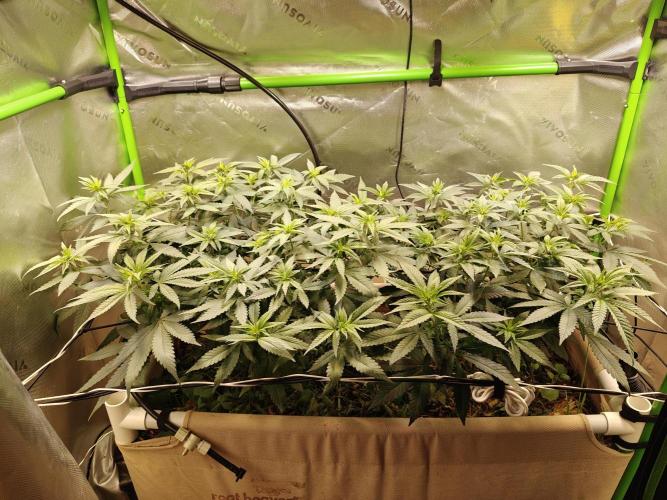 Biscotti - Barneys Farm. Week 7
