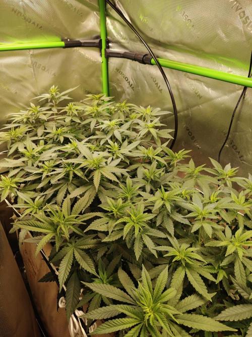 Biscotti - Barneys Farm. Week 7