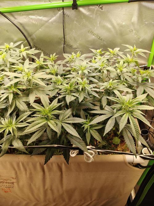 Biscotti - Barneys Farm. Week 7