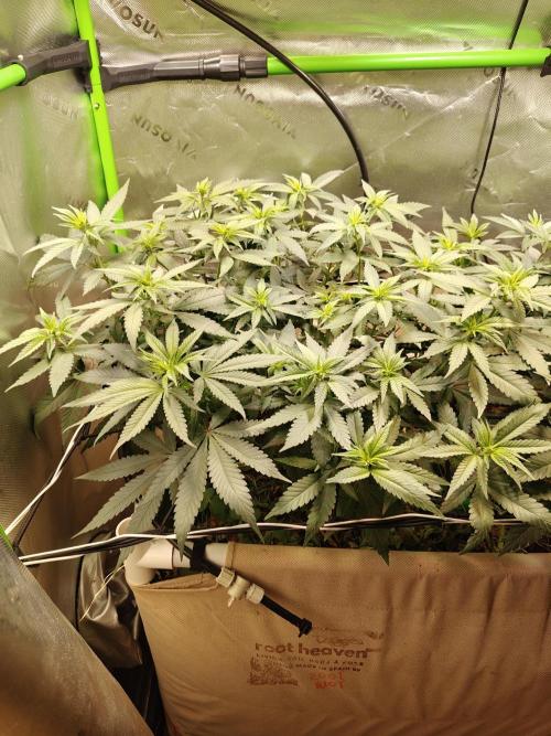 Biscotti - Barneys Farm. Week 7