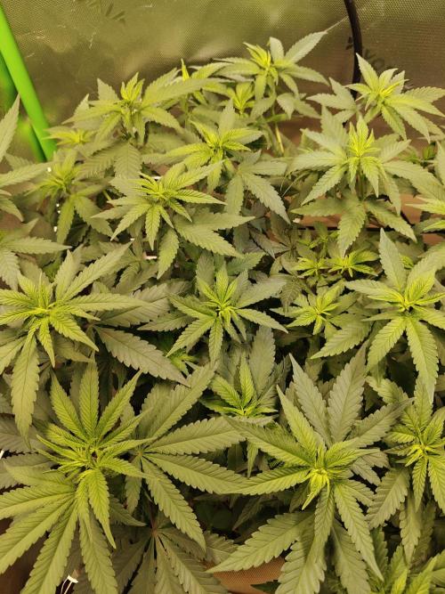 Biscotti - Barneys Farm. Week 7