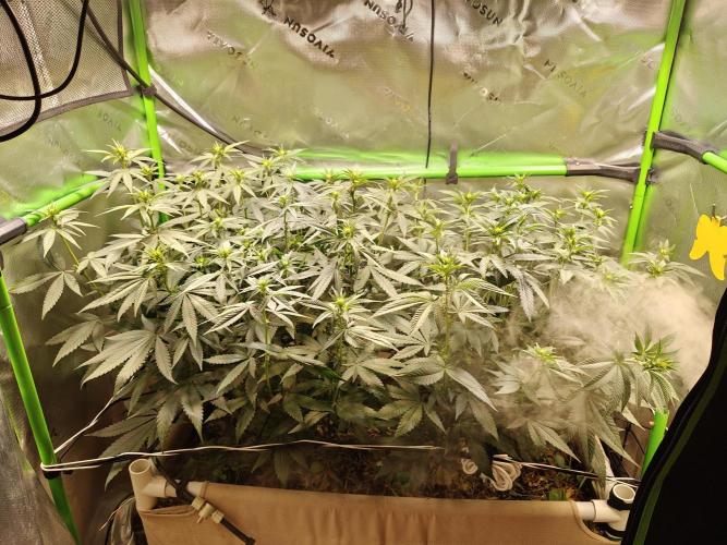 Biscotti - Barneys Farm. Week 8