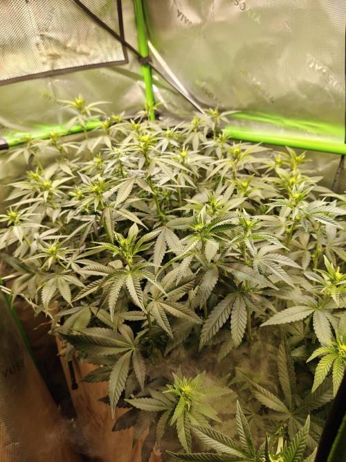 Biscotti - Barneys Farm. Week 8