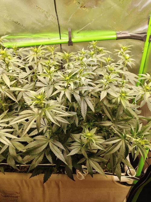 Biscotti - Barneys Farm. Week 8