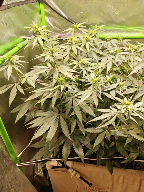 Biscotti - Barneys Farm. Week 8