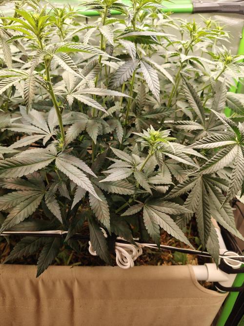 Biscotti - Barneys Farm. Week 8