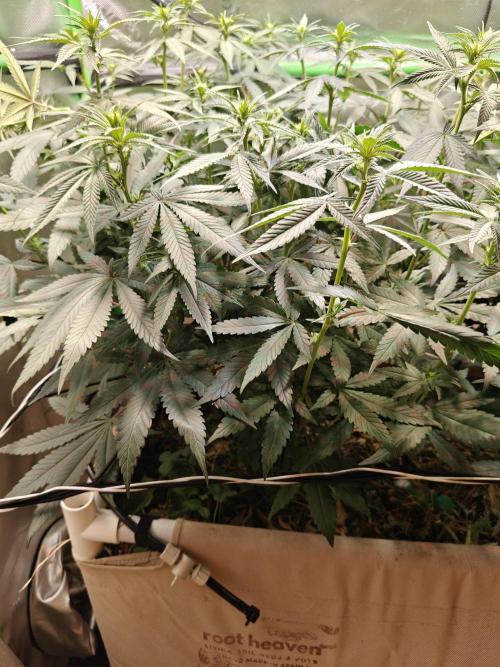 Biscotti - Barneys Farm. Week 8