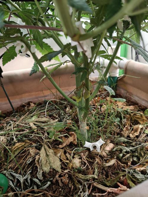 Biscotti - Barneys Farm. Week 8