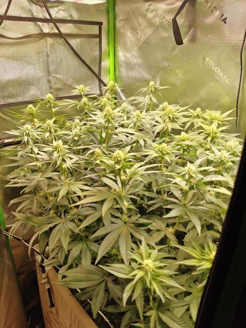Biscotti - Barneys Farm. Week 9