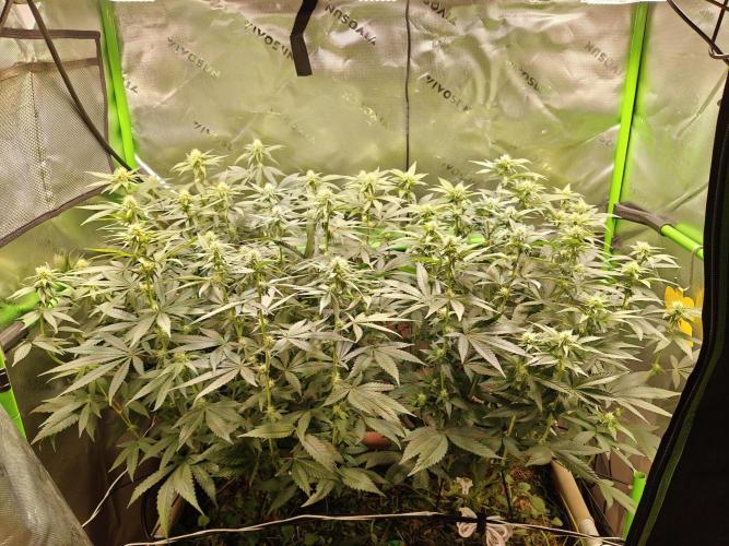 Biscotti - Barneys Farm. Week 9