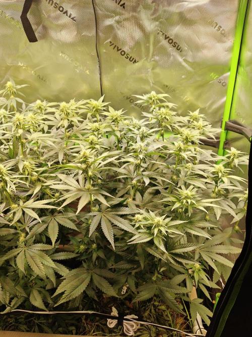 Biscotti - Barneys Farm. Week 9