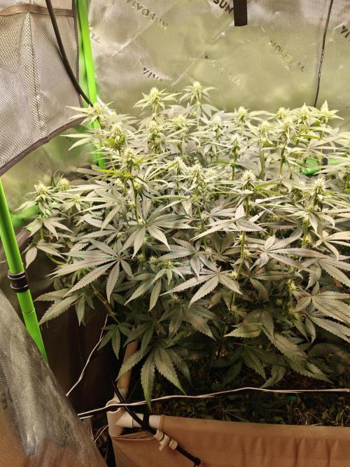 Biscotti - Barneys Farm. Week 9