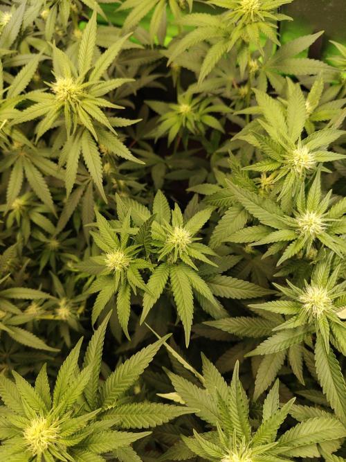Biscotti - Barneys Farm. Week 9