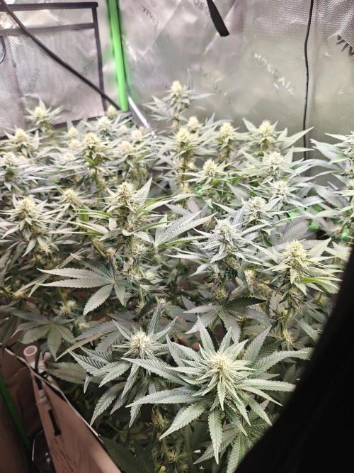 Biscotti - Barneys Farm. Week 10
