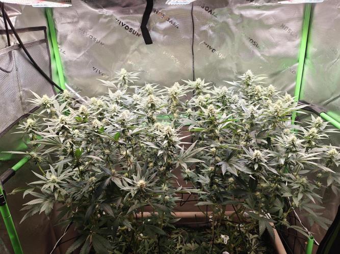 Biscotti - Barneys Farm. Week 10