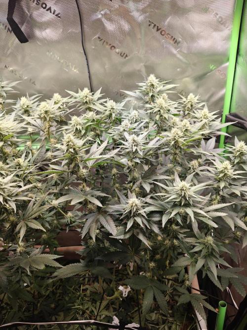 Biscotti - Barneys Farm. Week 10