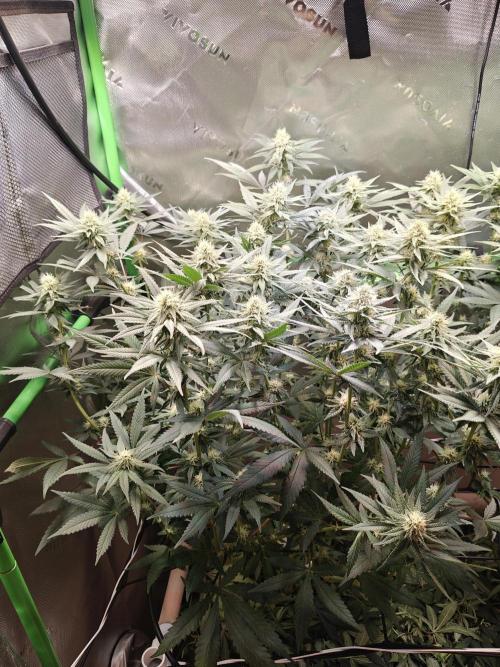 Biscotti - Barneys Farm. Week 10