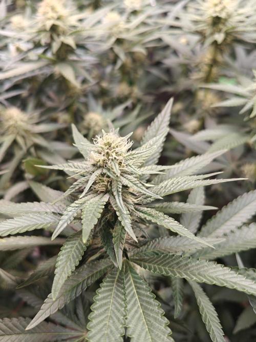 Biscotti - Barneys Farm. Week 10