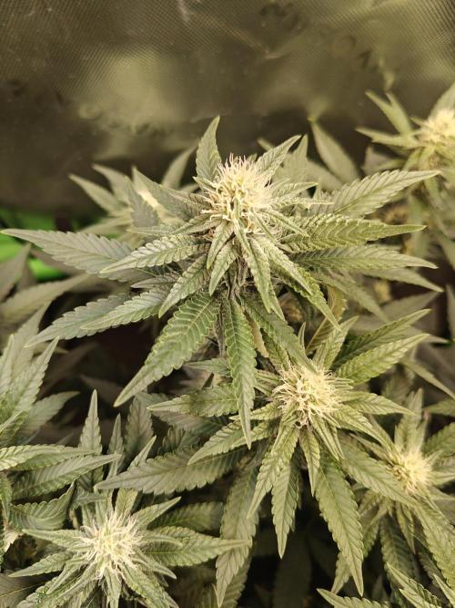 Biscotti - Barneys Farm. Week 10
