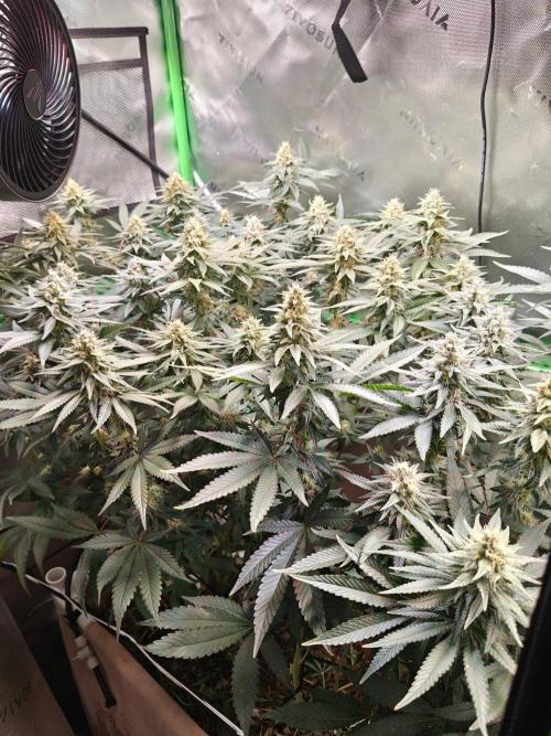 Biscotti - Barneys Farm. Week 11