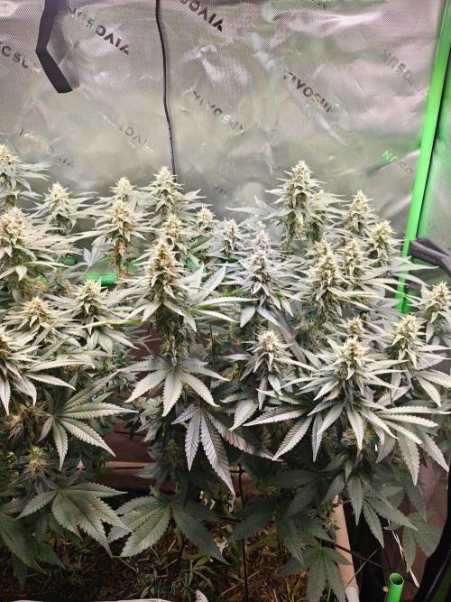 Biscotti - Barneys Farm. Week 11