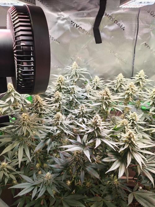 Biscotti - Barneys Farm. Week 11