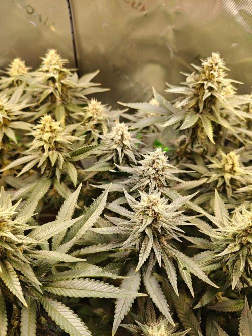 Biscotti - Barneys Farm. Week 11