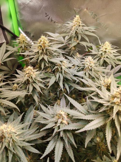 Biscotti - Barneys Farm. Week 11