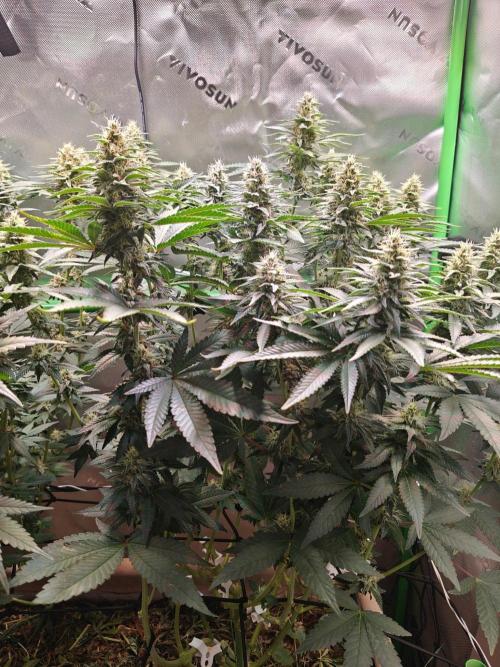 Biscotti - Barneys Farm. Week 11