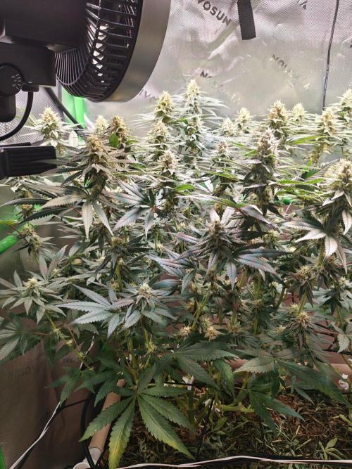 Biscotti - Barneys Farm. Week 11