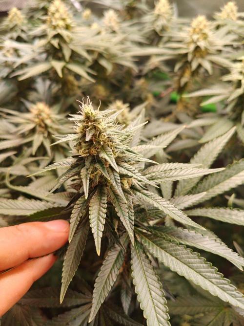 Biscotti - Barneys Farm. Week 11