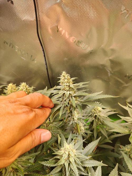 Biscotti - Barneys Farm. Week 11
