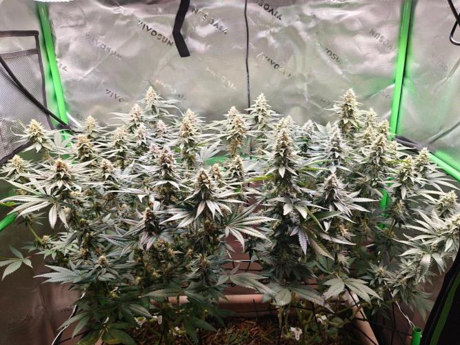 Biscotti - Barneys Farm. Week 12