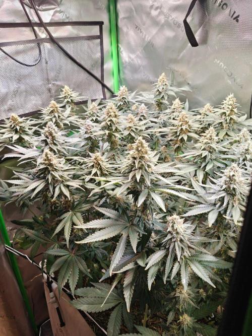 Biscotti - Barneys Farm. Week 12