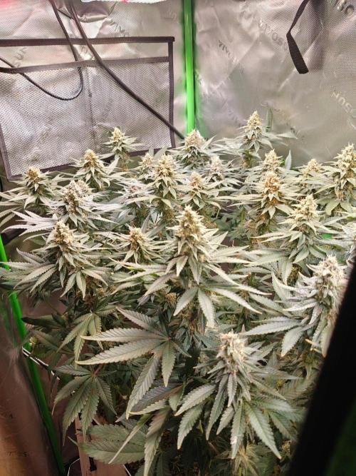 Biscotti - Barneys Farm. Week 12