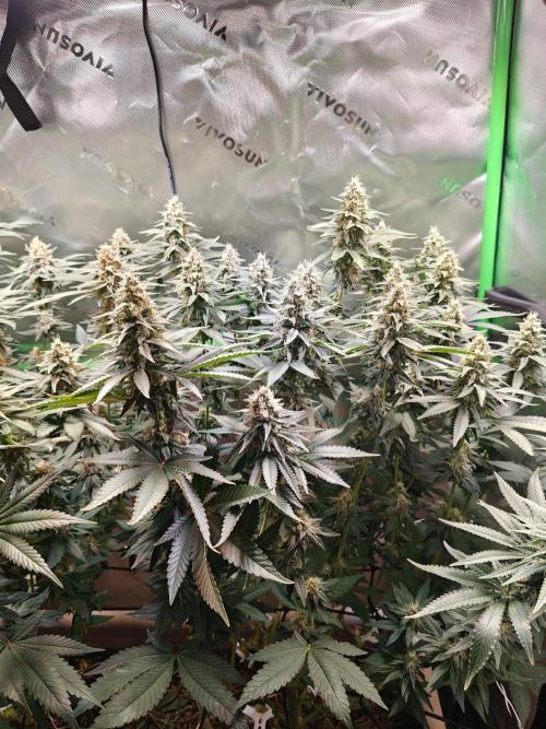 Biscotti - Barneys Farm. Week 12