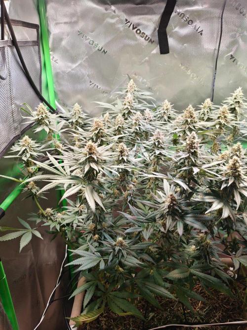 Biscotti - Barneys Farm. Week 12
