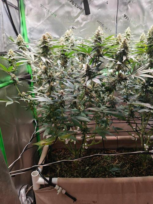 Biscotti - Barneys Farm. Week 12