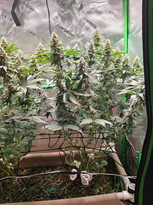 Biscotti - Barneys Farm. Week 12