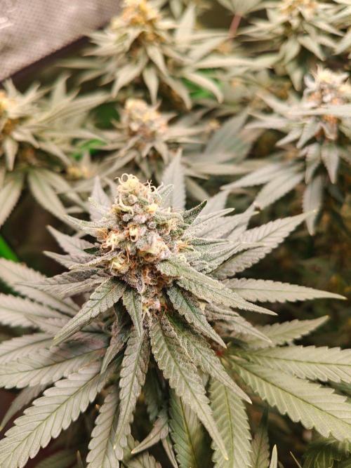 Biscotti - Barneys Farm. Week 12