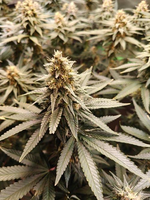 Biscotti - Barneys Farm. Week 12