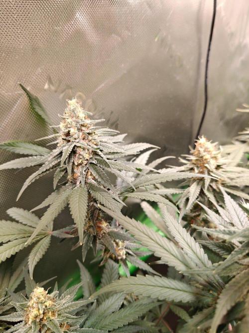 Biscotti - Barneys Farm. Week 12