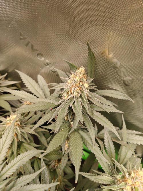Biscotti - Barneys Farm. Week 12