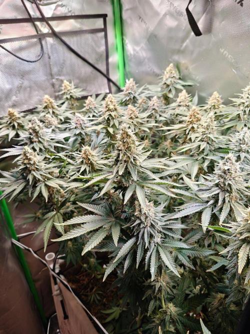 Biscotti - Barneys Farm. Week 13